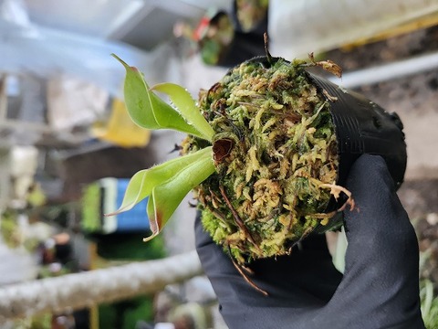 商品一覧 - Y's Exotics （山田食虫植物農園）