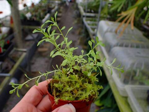 Y305 3-2 Stylidium debile TF