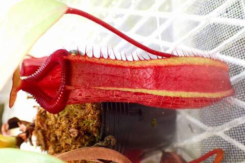 Nepenthes（ネペンテス/ウツボカズラ）の商品一覧 | Y's Exotics