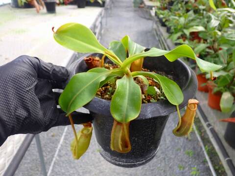 J173 5-1 N. veitchi "Akazukin" x {lowii x ventricosa (red)} Y's