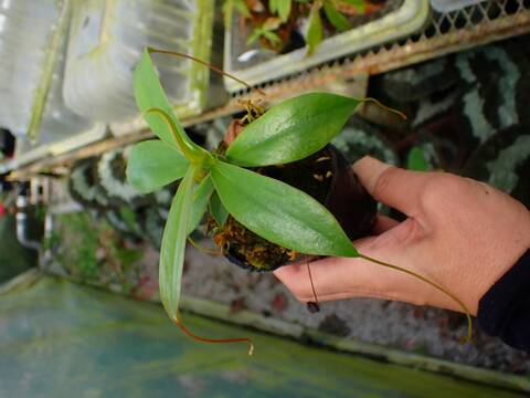 商品一覧 - Y's Exotics （山田食虫植物農園）