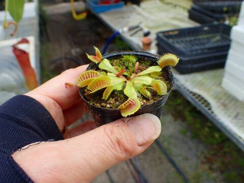 E568 4-1 Dionaea muscipula 鈴木系 実生