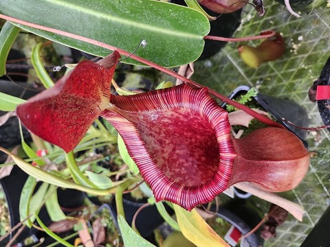 Catopsis morreniana giant form 食虫植物 Y's Exotics （山田食虫植物農園）