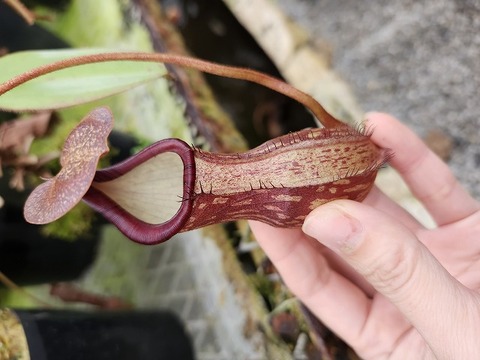 ネペンテス・ダイデリアーナ（黒） ネペンテス・ダイエリアナ (Nepenthes cv. Dyeriana)