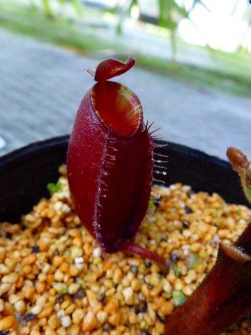 Nepenthes（ネペンテス/ウツボカズラ）の商品一覧 | Y's Exotics （山田食虫植物農園）