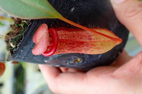 Nepenthes（ネペンテス/ウツボカズラ）の商品一覧 | Y's Exotics
