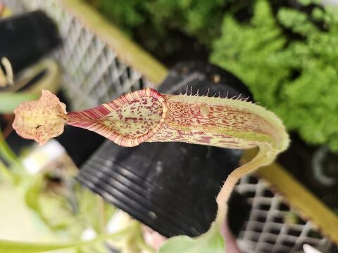 Nepenthes（ネペンテス/ウツボカズラ）の商品一覧 | Y's Exotics （山田食虫植物農園）