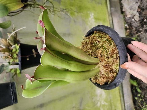 商品一覧 - Y's Exotics （山田食虫植物農園）