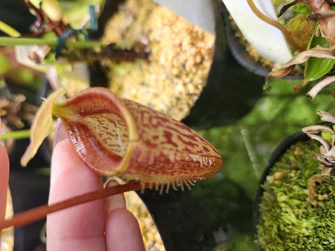 Nepenthes（ネペンテス/ウツボカズラ）の商品一覧 | Y's Exotics