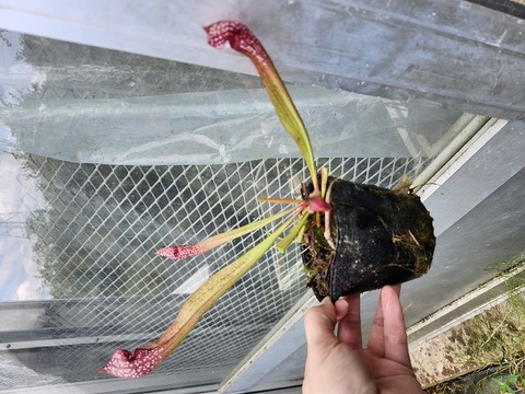 商品一覧 - Y's Exotics （山田食虫植物農園）