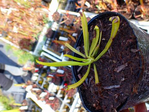 R150 S. xgilpini heterophylla SWC