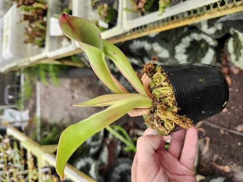 アルビ　ヘリアンフォラ 商品一覧 - Y's Exotics （山田食虫植物農園）