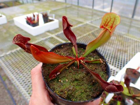 Y681 4-1 S. purpurea ssp. purpurea CK