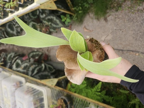 R445 1-4 Platycerium 