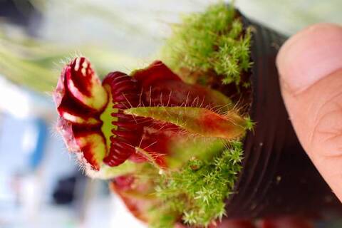 ②Cephalotus follicularis セファロタス 食虫植物　鉢ごと PLANCHU 食虫植物 セファロタス フォリキュラリス 3.5号鉢
