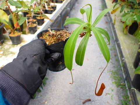 G817 5-3 N. ventricosa red seedling