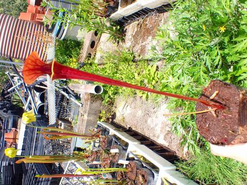 E257 S. flava var. atropurpurea MK F27c CK