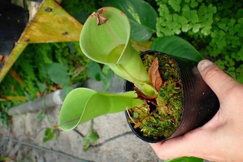 Heliamphora Species（ヘリアンフォラ原種）の商品一覧 | Y's Exotics