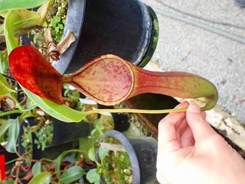 商品一覧 - Y's Exotics （山田食虫植物農園）