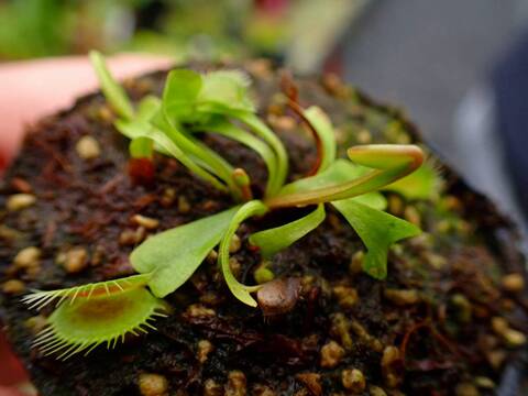 E622 5-1 Dionaea muscipula Towering Giant CK