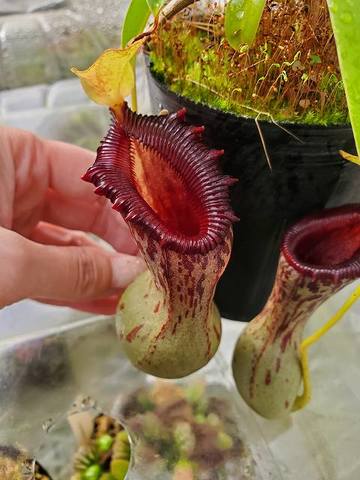 Nepenthes（ネペンテス/ウツボカズラ）の商品一覧 | Y's Exotics （山田食虫植物農園）