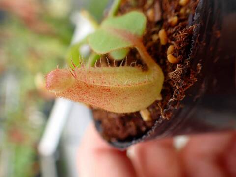 商品一覧 - Y's Exotics （山田食虫植物農園）