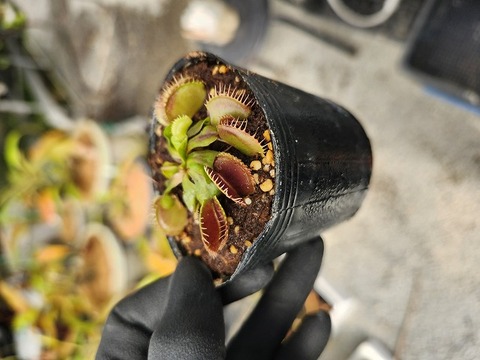 商品一覧 - Y's Exotics （山田食虫植物農園）