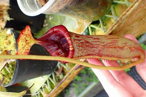 ゆうゆうネペンテス・ミランダ Amazon.co.jp: PLANCHU 食虫植物 ネペンテス ミランダ 5号吊り鉢