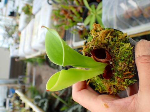 商品一覧 - Y's Exotics （山田食虫植物農園）