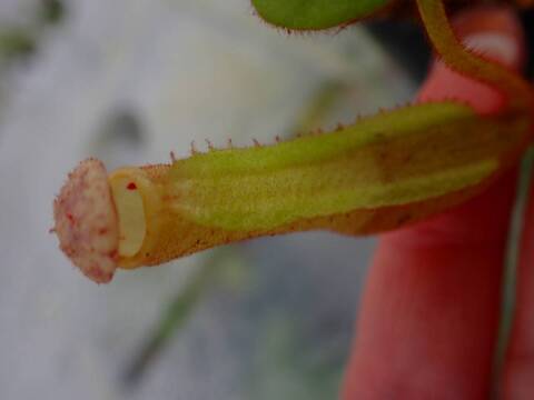 E193 5-1  [YA-170] N. clipeata Nep Gardner Y's Lab