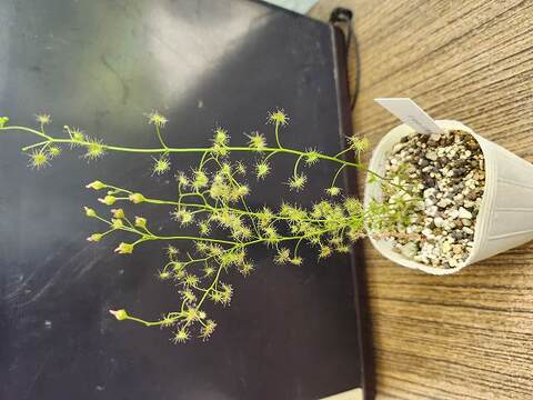 Drosera（ドロセラ/モウセンゴケ）の商品一覧 | Y's Exotics