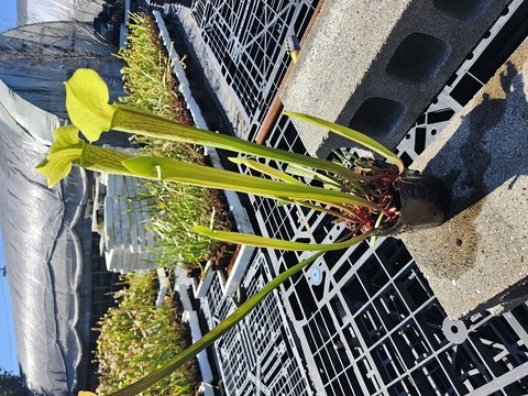 G109 2ura S. Hybrid Y's 