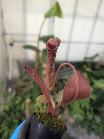 Nepenthes（ネペンテス/ウツボカズラ）の商品一覧 | Y's Exotics （山田食虫植物農園）