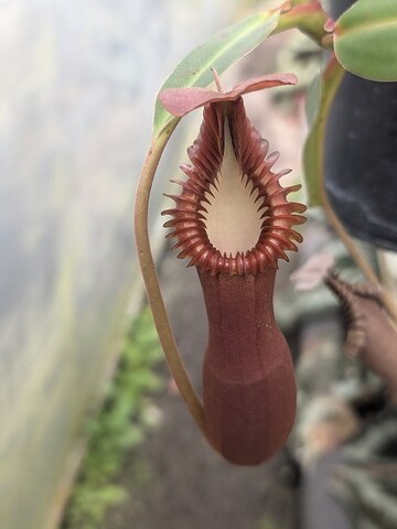 Nepenthes（ネペンテス/ウツボカズラ）の商品一覧 | Y's Exotics （山田食虫植物農園）