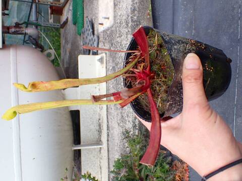 P120 S. alata x rubra (Weavy food)
