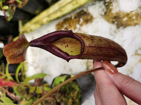 J573 1-2 N. truncata -giant x flava EP
