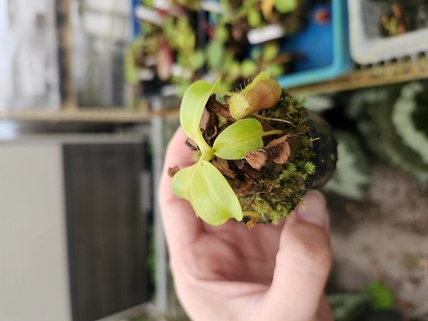 商品一覧 - Y's Exotics （山田食虫植物農園）