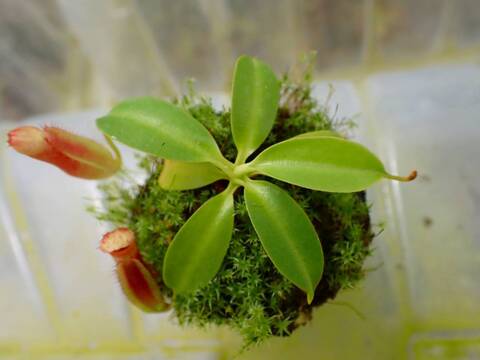 O102 1-4 N. (maxima x campanulata) x xharryana Tambuyukon #NNN