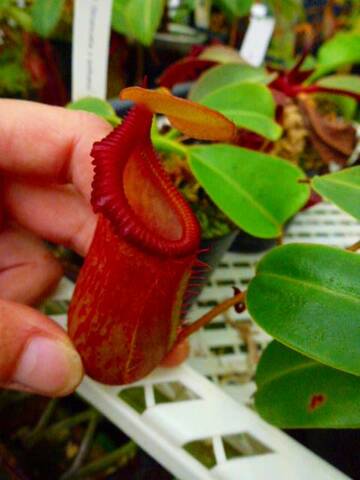 Nepenthes（ネペンテス/ウツボカズラ）の商品一覧 | Y's Exotics （山田食虫植物農園）