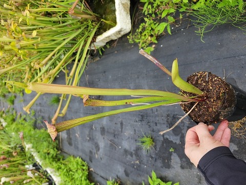 商品一覧 - Y's Exotics （山田食虫植物農園）