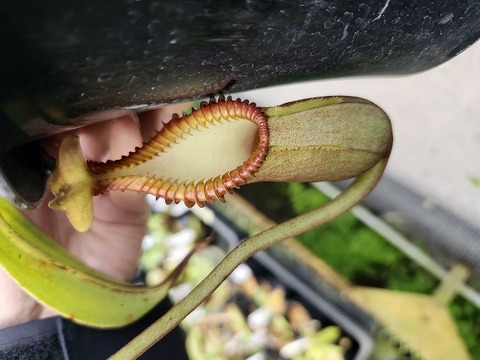 商品一覧 - Y's Exotics （山田食虫植物農園）