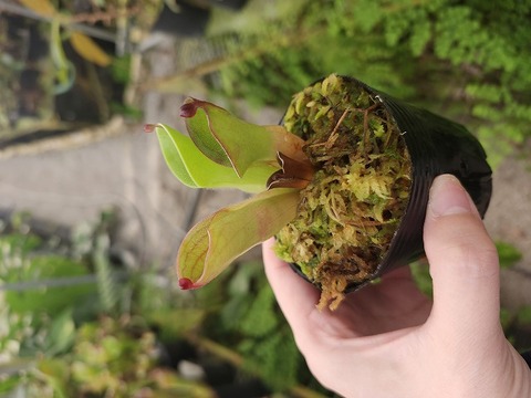 商品一覧 - Y's Exotics （山田食虫植物農園）