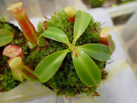 O125 1-4 N. (maxima x campanulata) x xharryana Tambuyukon #NNN