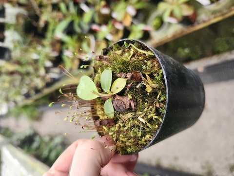 商品一覧 - Y's Exotics （山田食虫植物農園）