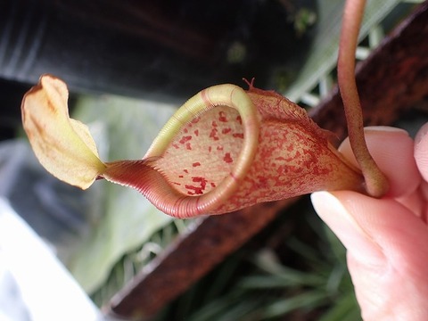 商品一覧 - Y's Exotics （山田食虫植物農園）