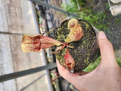 O209 4-1 S. purpurea ssp. venosa var. burkii `Giant' CK 