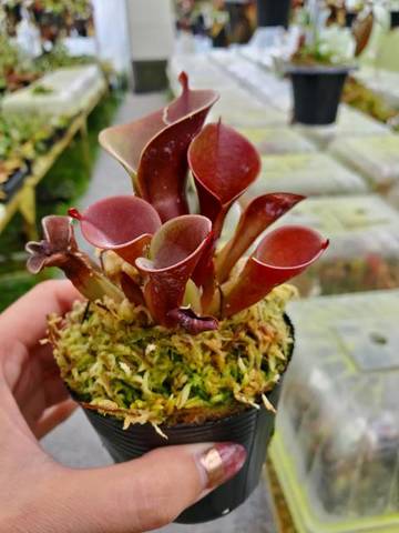 Heliamphora(ヘリアンフォラ)の商品一覧 | Y's Exotics (山田 Heliamphora(ヘリアンフォラ)の商品一覧 | Y's Exotics (山田