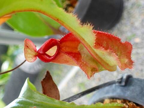 食虫植物N. xtrusmadensis AW clone:3 食虫植物N. xtrusmadensis AW clone:3 Nepenthes（ネペンテス