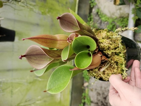 Heliamphora ヘリアンフォラ 交配種 Heliamphora ヘリアンフォラ 交配種 ヘリアンフォラ Heliamphora 交配種