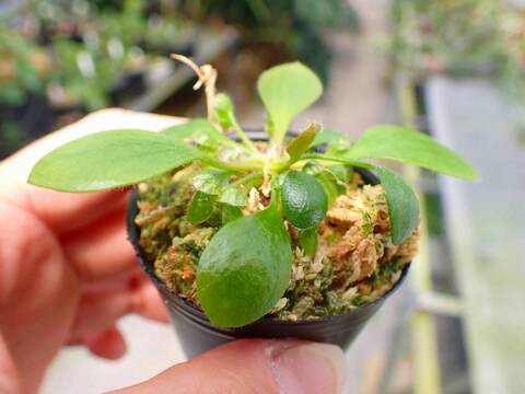 Y521 3-1 [YA-30] Cephalotus follicularis Giant Y's Lab